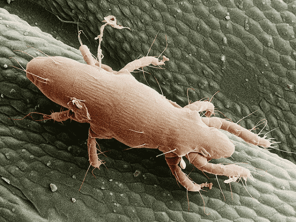 foto presa da un microscopio elettronico di un acaro parassita dei tarli del legno ma che passa anche agli umani causandogli dermatiti