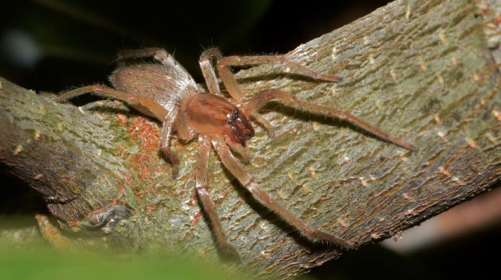 Ragno della specie Clubionidae sopra un ramo