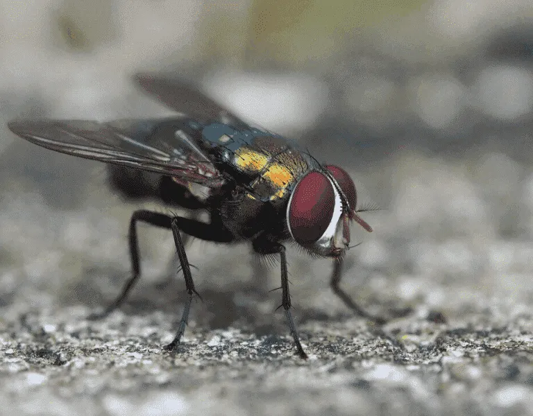 foto di una mosca all'aperto