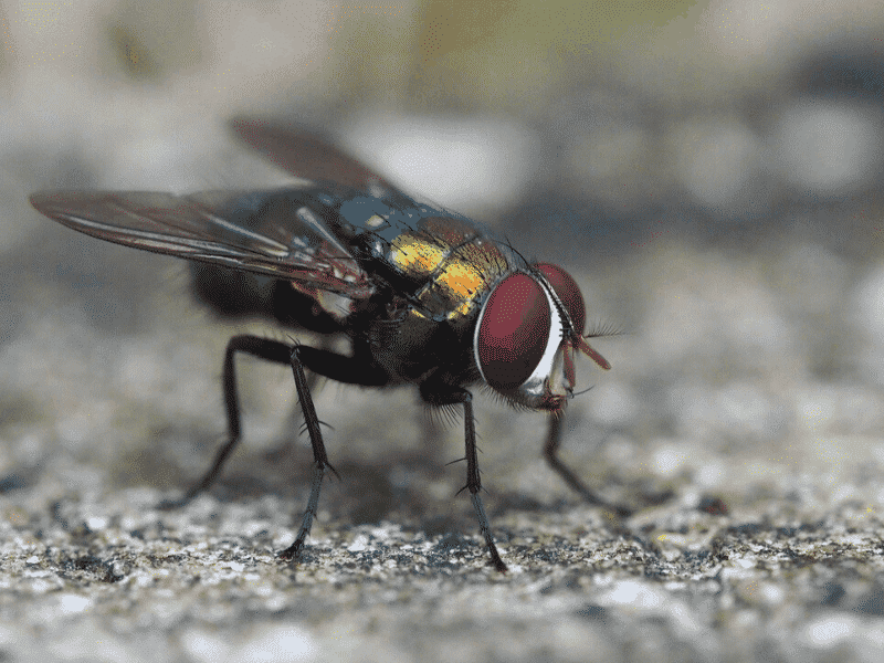 foto di una mosca all'aperto