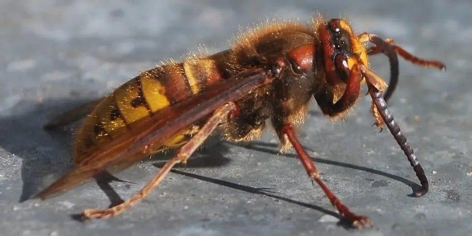 disinfestazione vespe e calabroni ad Arnesano