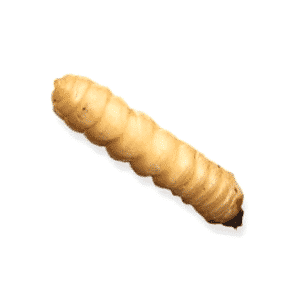 larva di tarlo su sfondo bianco