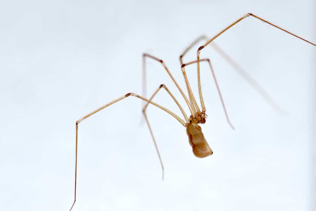 Ragno della specie Pholcidae