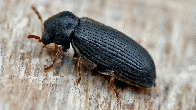 Foto di uno scarabeo di tarlo per Trattamento Antitarlo