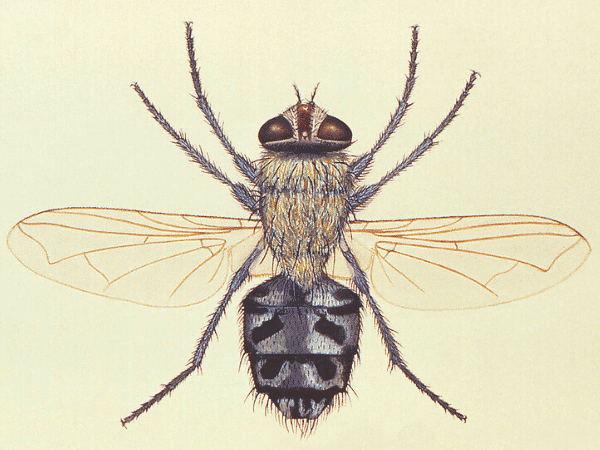 disegno di un tipo di mosca vista dall'alto
