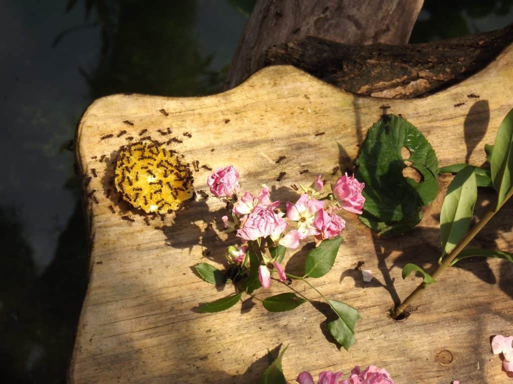 formiche attirate da un'arancia sopra un tavolo di legno con vicino delle rose, foto di esempio su come lo zucchero attiri le formiche.