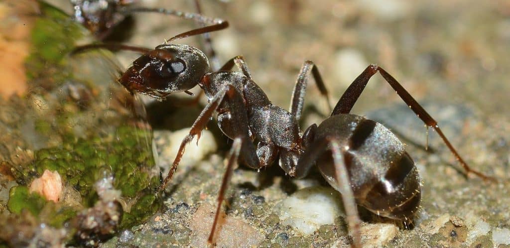 una formica che beve dell'acqua