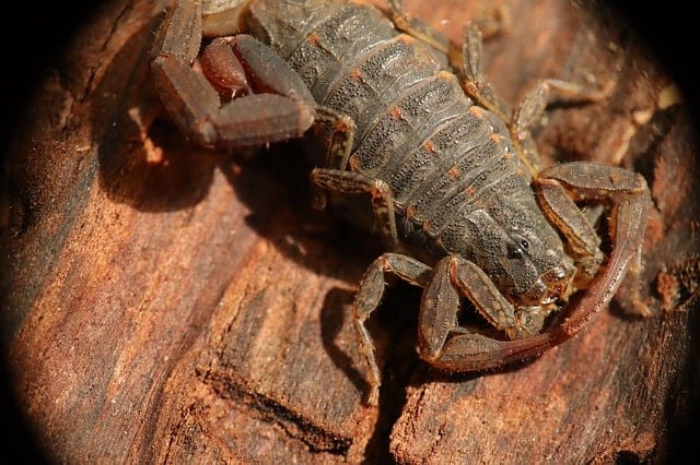 scorpione sopra una superficie di legno