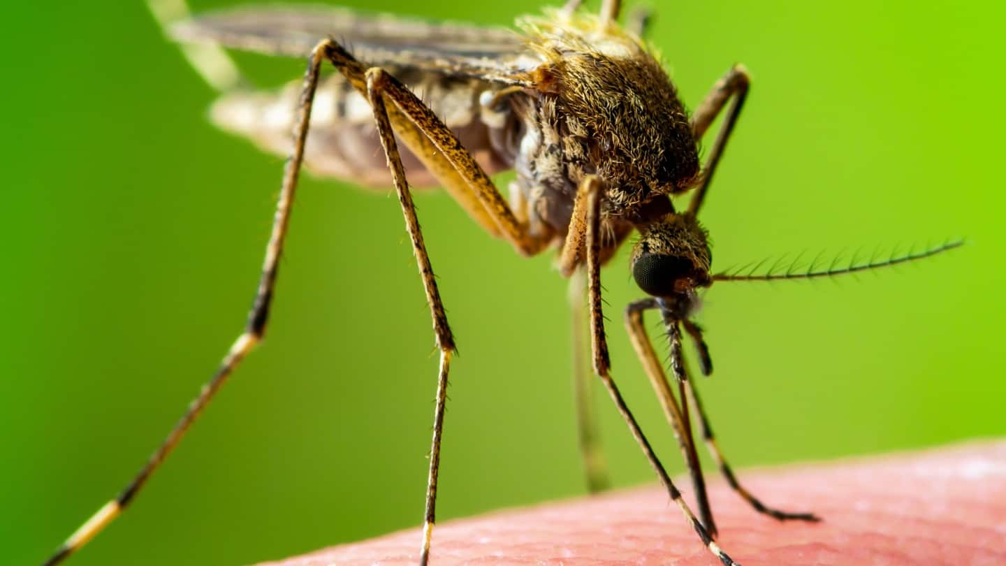 foto di zanzara posata su pelle umana in procinto a pungerla