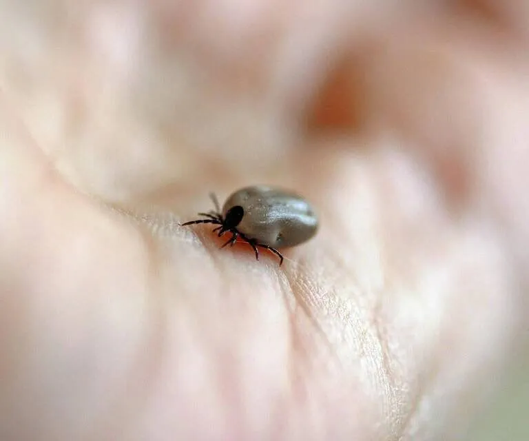 zecca sopra una mano