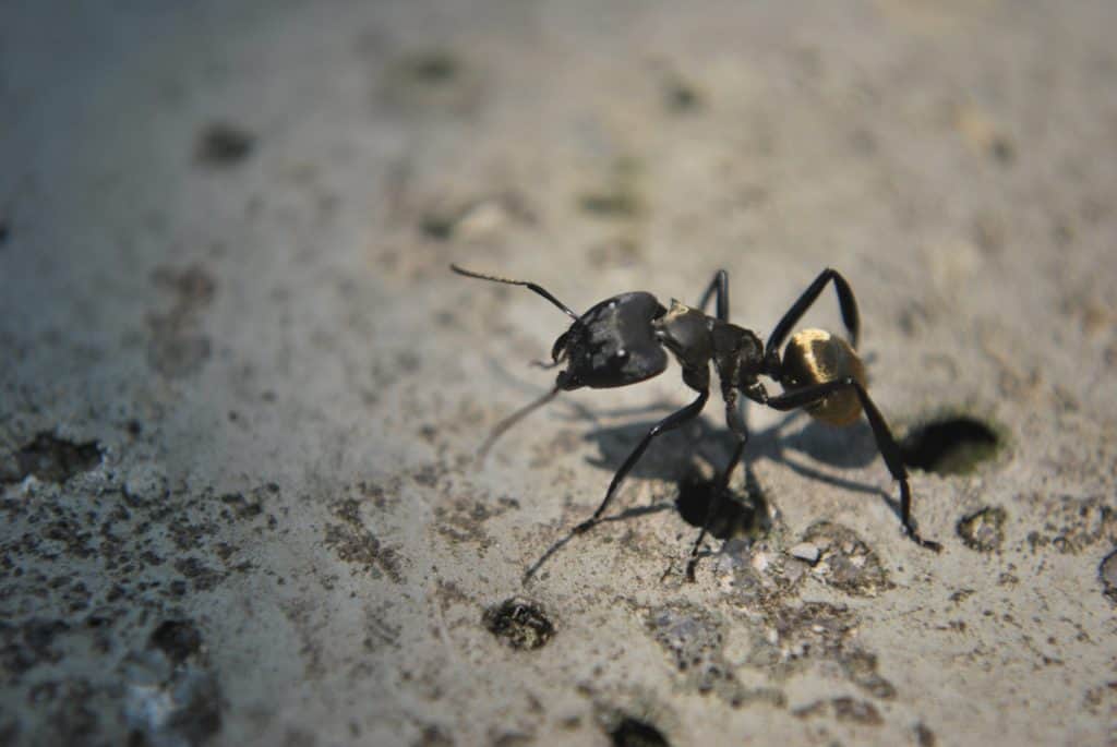 una formica tipica nera