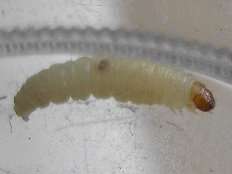 larva della farfallina del cibo