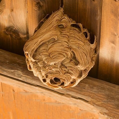 foto di un nido di calabrone sotto un tetto di legno