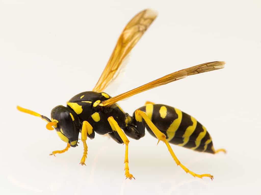 vespa comune su sfondo bianco