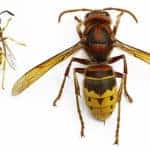 foto di una vespa vulgaris e una vespa crabro