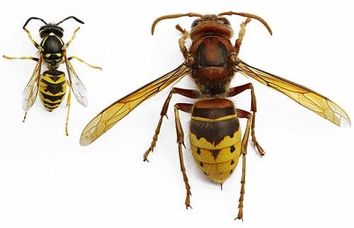 foto di una vespa vulgaris e una vespa crabro