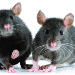 Malattie trasmesse dai topi