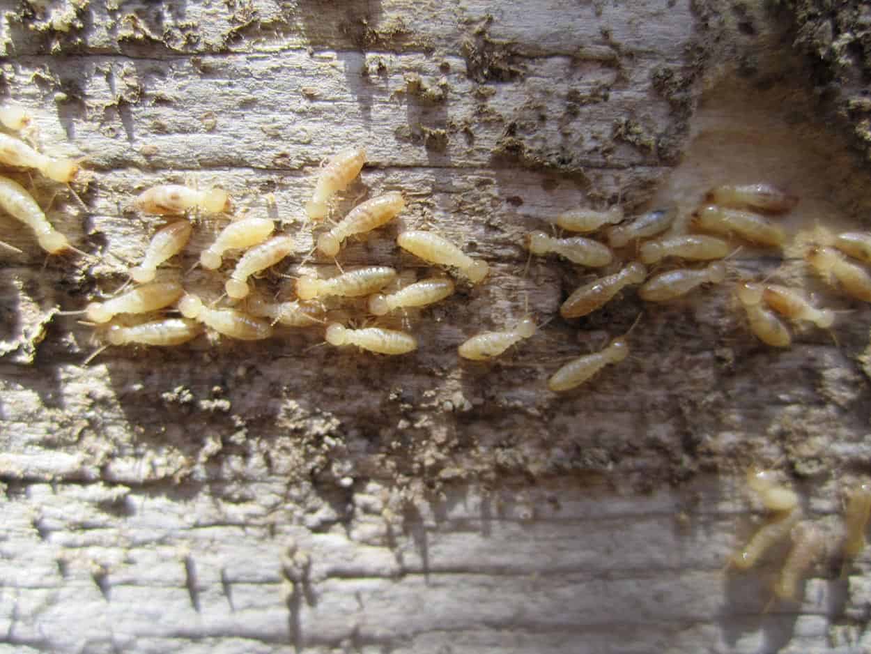 Foto di un gruppo di giovani termiti (37) sopra una superficie di legno