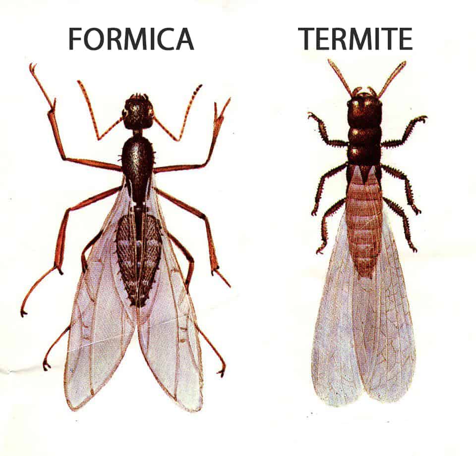 disegno di formiche alate a confronto con termiti alate