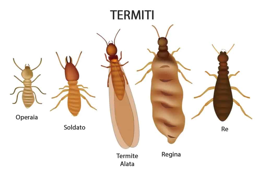 disegni dei vari tipi di termite, da sinistra verso destra: operaia,soldato,termite alata,regina e re