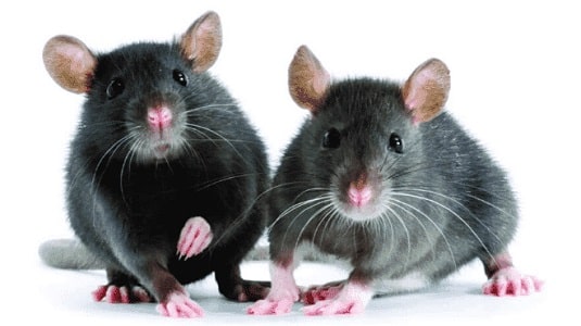 foto di due topi, perderattizzazioni