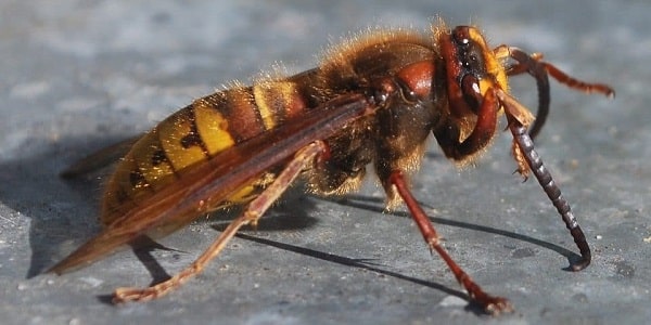 Disinfestazione calabroni e vespe