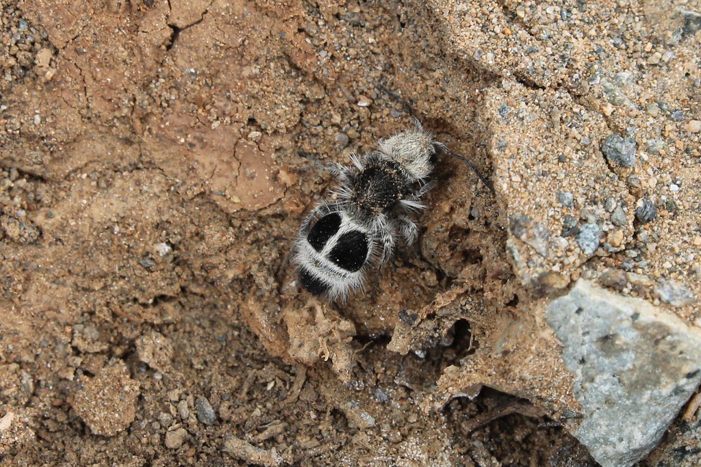 foto di formica panda, un tipo di vespa