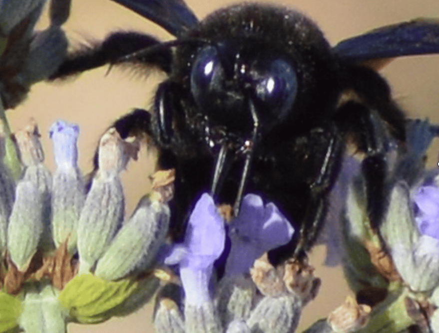 foto di una ape legnaiola mentre impollina un fiore