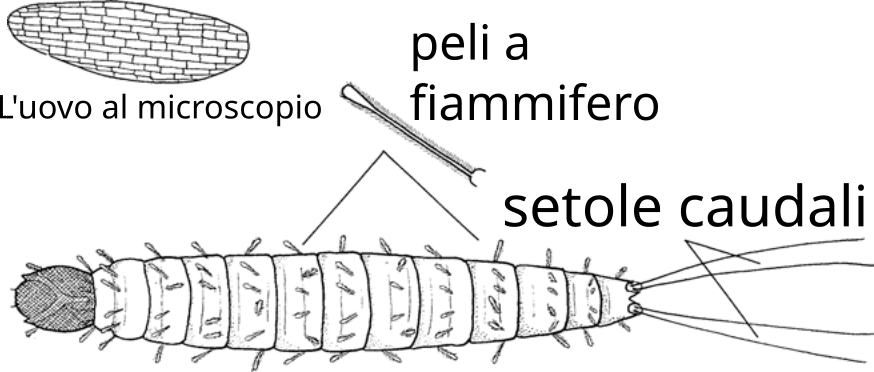 Disegno di particolari dei primi stadi del pappataci, le Uova di pappataci come appaiono se viste al microscopio e la larva, sono messe in evidenza le setole caudali e i peli a fiammifero