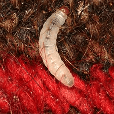 larva della Tarma dei vestiti sopra del tessuto marrone e rosso