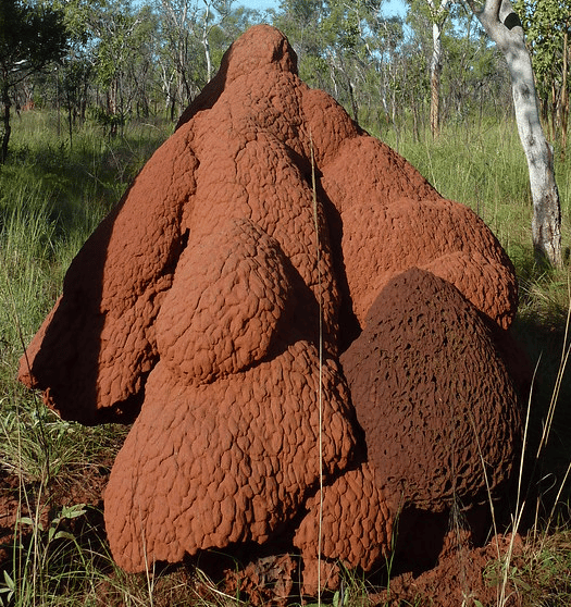 Un nido di termiti all'aperto, foto di lin Padgham