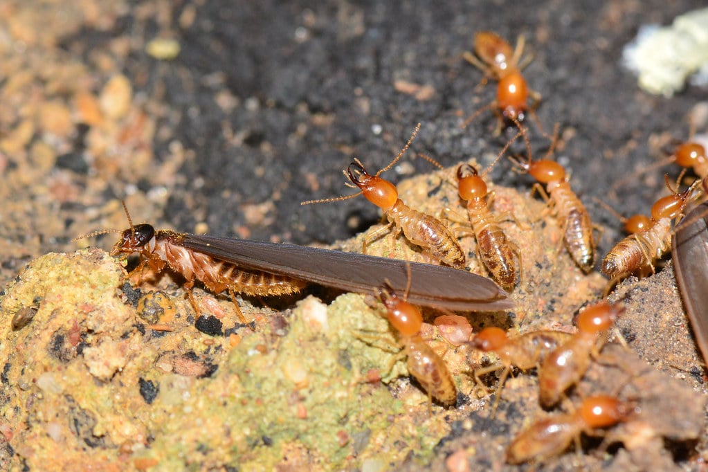 Foto di un gruppo di termiti fuori dal nido, 2 di esse sono dotate di ali, foto di jeans_Photos da Flickr