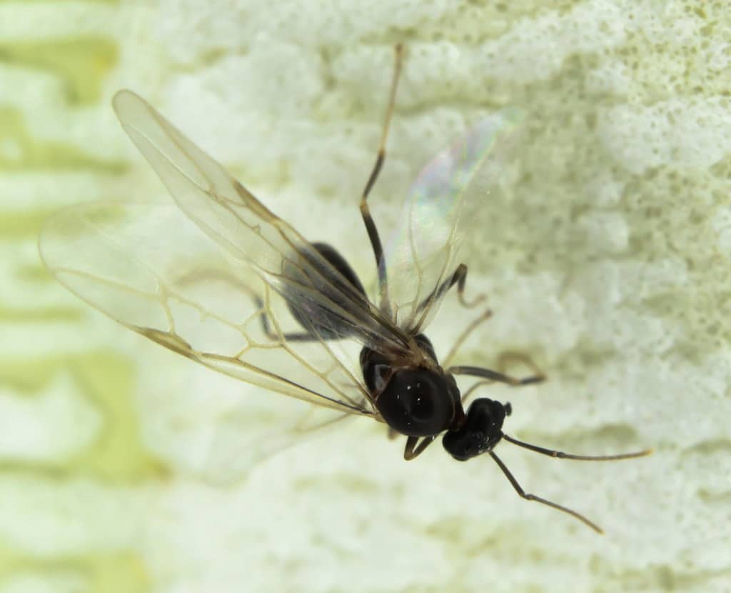 invasione formiche volanti, se in casa vuol dire formiche nei muri altrimenti è un altro infestante