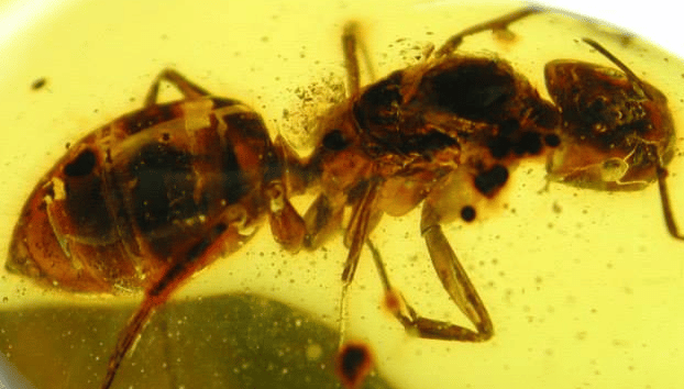 formica regina foto camponotus, le formiche nel legno in ambra