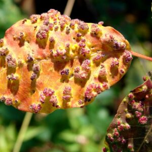 edera velenosa durante l'autunno affetta da tumori delle piante chiamate "galla" o anche "cecidio" causate dall'attività degli acari