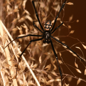 Foto di un ragno malmignatta di Jorge Almeida