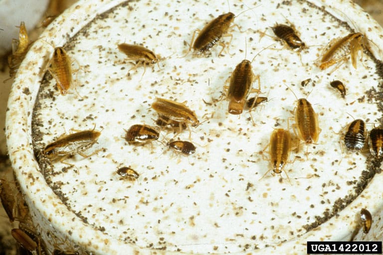 Una coltura di scarafaggi della specie Blattella Germanica con i loro escrementi
