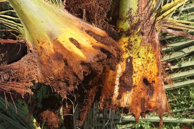 palma ornamentale di Phoenix canariensis distrutta dal Rhynchophorus ferrugineus foto di Küchenkraut su Flickr