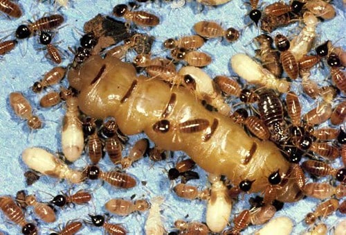 Foto della termite regina by "nerdabout" su Flickr