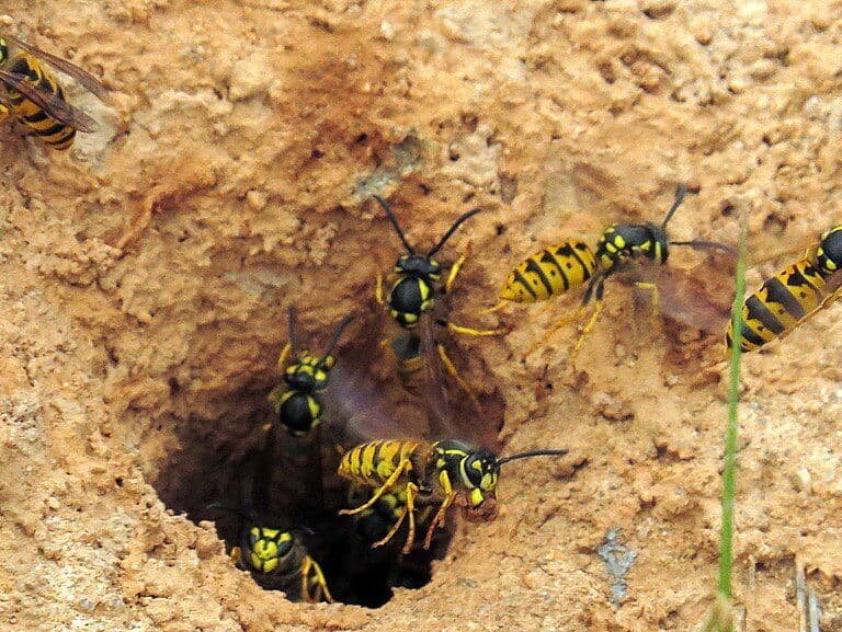 6 Vespe vulgarius che emergono da un nido sottoterra da ibsut su Flickr