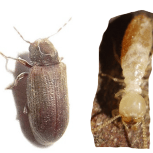Una foto del tarlo adulto ed una termite per metterli a confronto