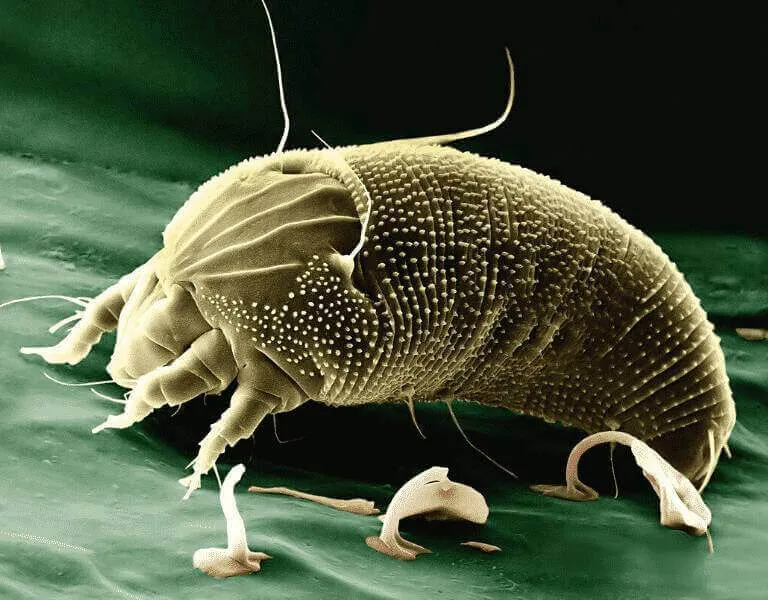 Foto di acaro presa da un microscopio elettronico