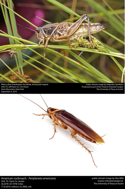 Immagine con 2 insetti, lo scarafaggio Periplaneta Americana e una Cavalletta.