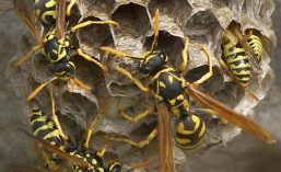 un gruppo di vespe cartonaia intorno al loro nido