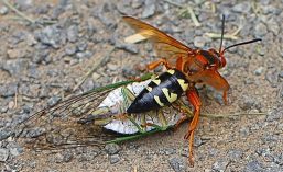vespa killer cicale mentre uccide una cicala