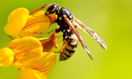 una vespa sopra un fiore