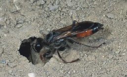 una vespa scavatrice all'entrata di un nido sotterraneo