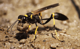foto di una vespa vasaio