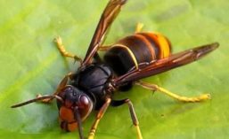 foto di vespa velutina sopra una foglia