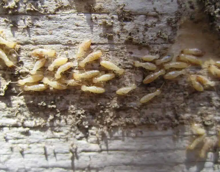 Foto di un gruppo di giovani termiti sopra una superficie di legno